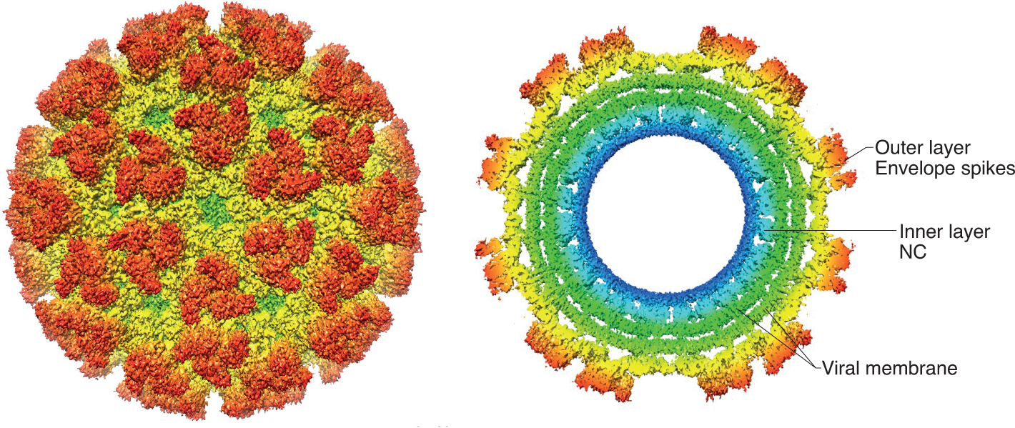 Chikungunya virus assembly and egress